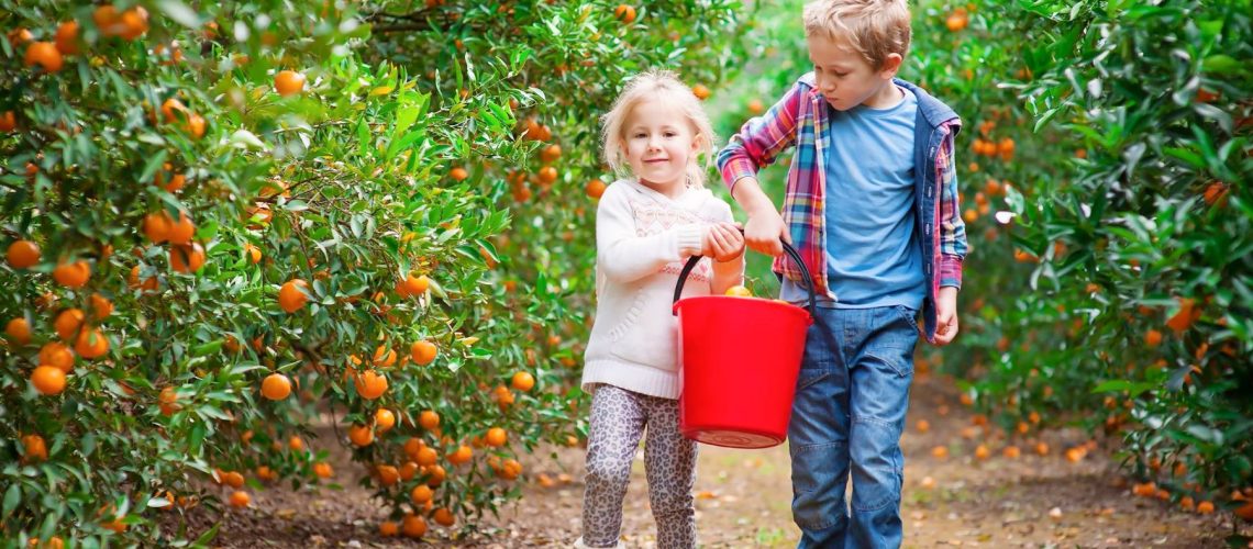 orange-picking-central-coast-main