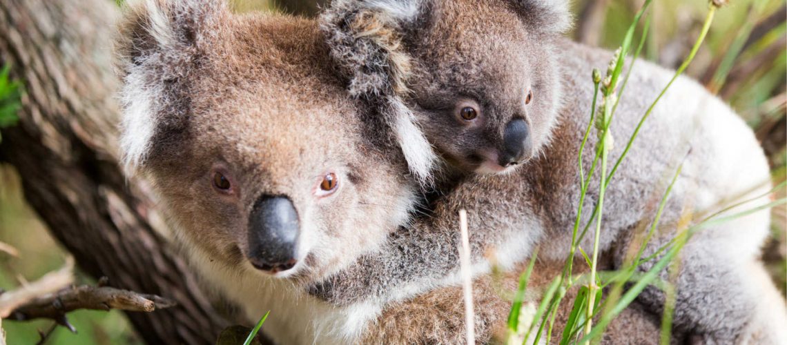 port-stephens-koalas