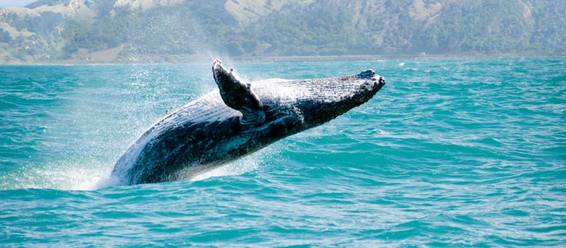 whale-watching-lake-macquarie
